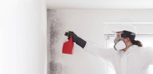 Best Local Mold Removal Service  in Urbancrest, OH